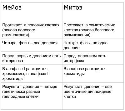 Схема митоза купить – цена от ElizLabs