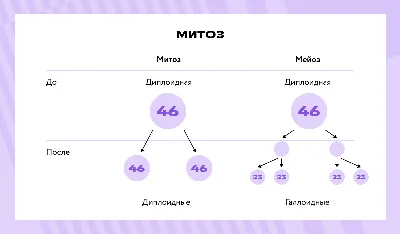 Препараты «Митоз», «Мейоз»