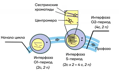 Модель \"Митоз и мейоз клетки\" купить по цене 17 175 р. | Оснащение школ |  ВнешРегионТорг