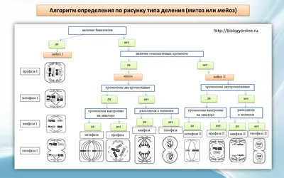 Клеточный цикл. Деление клетки: митоз - фазы и биологическое значение