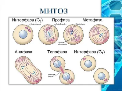 Мейоз - Умскул Учебник