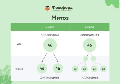 Митоз и мейоз иллюстрация вектора. иллюстрации насчитывающей иллюстрация -  31976182