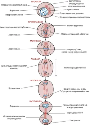 Деление клеток: митоз, мейоз, бинарное деление надвое, амитоз. | СтадикÓн -  онлайн школа | ОГЭ | ЕГЭ | Дзен