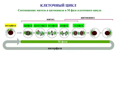 Деление клетки. Митоз реферат по биологии | Сочинения Биология | Docsity