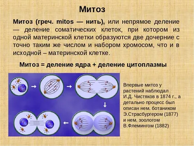 Подготовка по химии и биологии для обучения за рубежом: Митоз и мейоз.  Схемы. (Митоз и мейоз. Схемы: Процесс В - митоз, процесс А - мейоз..)