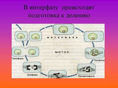 Митоз | Удоба - бесплатный конструктор образовательных ресурсов