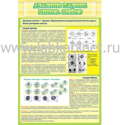 Митоз interactive worksheet | Live Worksheets