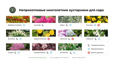 Вечнозеленые кустарники: вечнозеленый цветущий кустарник - Agro-Market