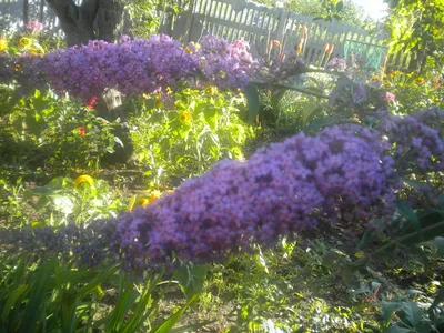 Многолетние кустарники, за которыми несложно ухаживать | Japanese barberry,  Purple shrubs, Fragrant garden