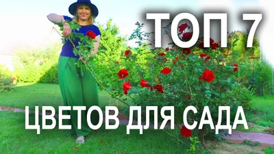 Многолетние садовые цветы, которые цветут все лето