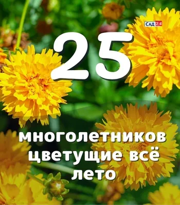 10 самых неприхотливых многолетних цветов. Названия, описания, виды, фото —  Ботаничка