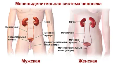 Мочевой пузырь: болит, где находится, функции, строение