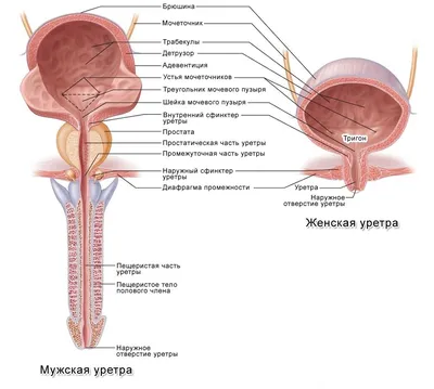 Статьи - Мочевой пузырь