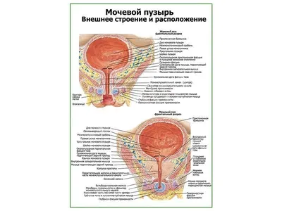 Гиперактивный мочевой пузырь - симптомы, диагностика и лечение в СПб