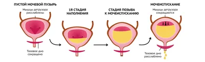 Ультразвуковое исследование мочевого пузыря - цена 650 руб | «Поликлиника  48»