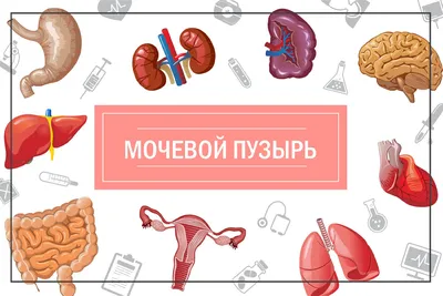 Книга Мочевой пузырь. Все, что нужно знать о мочевыделительной системе,  чтобы сохранить... - купить спорта, красоты и здоровья в  интернет-магазинах, цены на Мегамаркет |