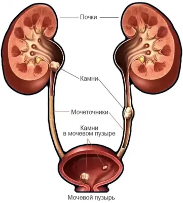 Связи в нашем теле, о которых вы не знали. Мочевой пузырь. | Студия красоты  и здоровья | Дзен