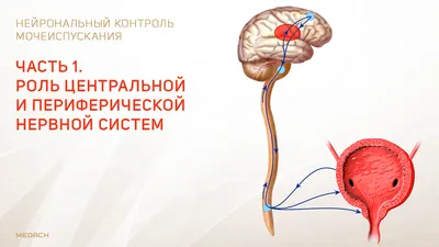 Нейрональный контроль мочеиспускания. Часть 1.