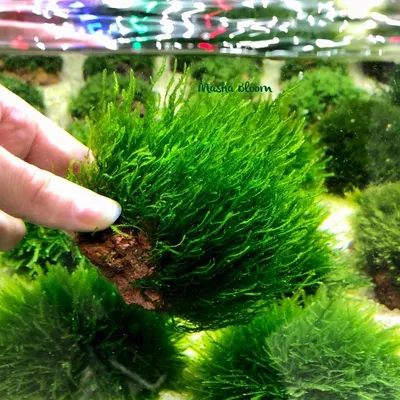 Стабилизированный мох Reindeer moss light grass green (bulk примерно. 0,45  m²) (7HILRM079) купить на официальном сайте Nieuwkoop Europe в России.