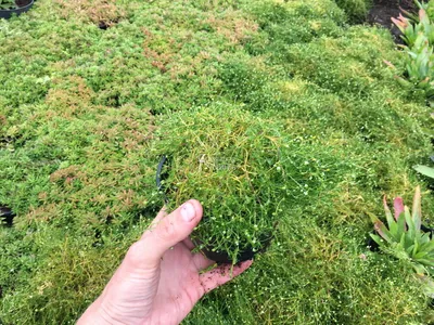 Мох Nordic стабилизированный ягель, 500 гр/Moss Nordic 500 Gr Green зеленый  - 23 - SPECIALGREEN