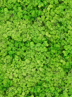 Стабилизированный мох Reindeer moss light grass green (bulk примерно. 0,45  m²) (7HILRM079) купить на официальном сайте Nieuwkoop Europe в России.