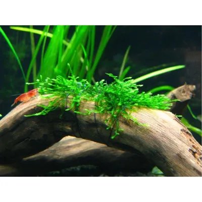 Мох Пласты, упаковка 0,5Кг/ Moss-Flat (Mousse) 0.5 Kg зеленый - 23 -  SPECIALGREEN