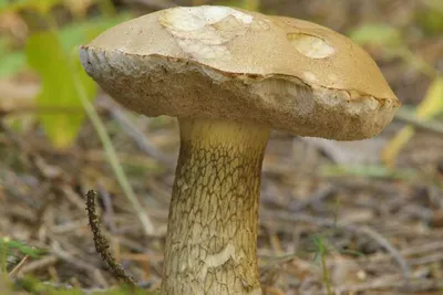 Моховик паразитный (Pseudoboletus parasiticus) - Picture Mushroom