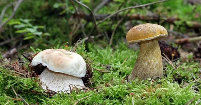 Моховик красный (лат. Hortiboletus rubellus)