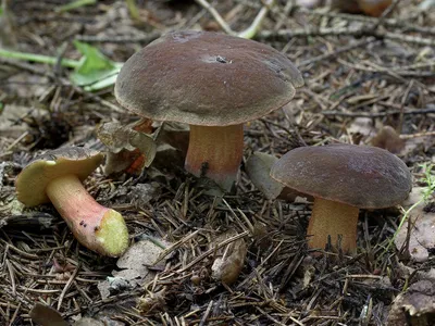 Моховик золотистый (Aureoboletus gentilis) - YouTube