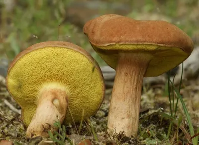 Моховик жёлто-бурый - Suillus variegatus - Грибы Уломы Железной