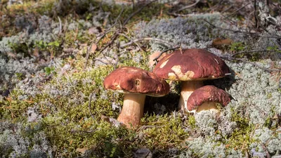 Моховик зеленый, Xerocomus subtomentosus - Грибы Средней Полосы