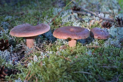 Моховик трещиноватый (Xerocomellus chrysenteron) - Picture Mushroom