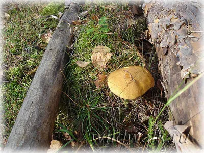 Моховик тёмно-коричневый (Xerocomus ferrugineus) – Грибы Сибири [Вложение:  7522]