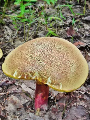 Моховик, или маслёнок желто-бурый (Suillus variegatus)