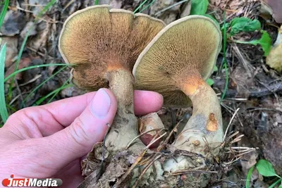 Моховик жёлто-бурый - Suillus variegatus - Грибы Уломы Железной