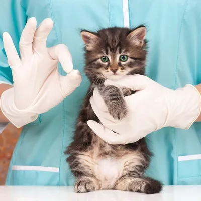 Лишай у кошек: как выглядит, чем лечить? | WHISKAS®