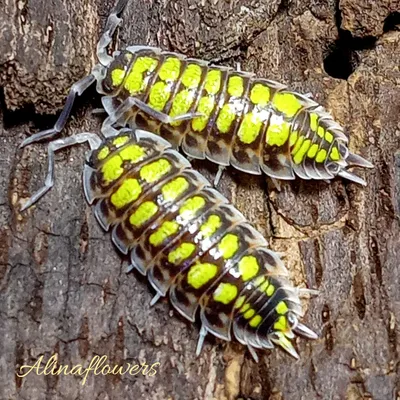 Белая тропическая мокрица (Trichorhina tomentosa) 5-6 мм