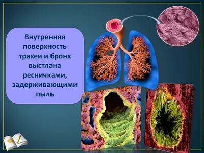 Мокрота, кашель и хронический бронхит – как живут курильщики со стажем?