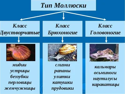 Свежие Сырые Морские Моллюски Моллюсков Дисплей Для Продажи На Рынке  Морепродуктов Использовать Для Повара Пару Бланшированные Моллюски C —  стоковые фотографии и другие картинки Варёный - iStock