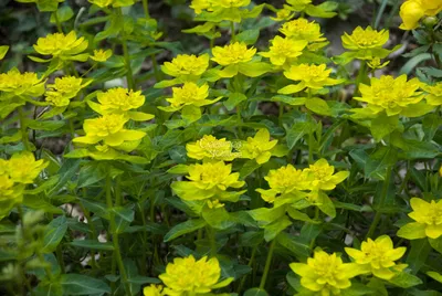 Коллекции растений ЦСБС СО РАН - Euphorbia trigona Mill. – Молочай  треугольный