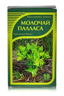 Сухие цветы молочай Миля , 25 гр, длина 70 см, цвет белый купить в Ижевске  — Интернет-магазин декора и интерьера Nice Room 9768527