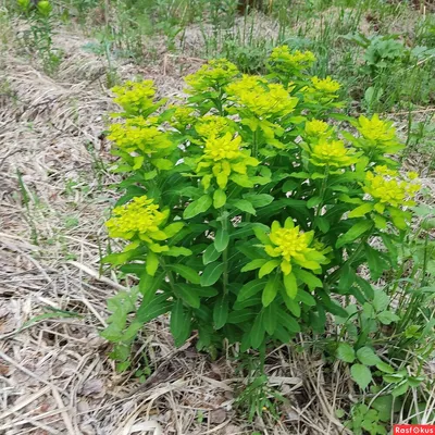 Euphorbia / Эуфорбия, или молочай, каталог | EXOTIC PLANT Редкие  коллекционные растения