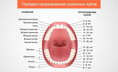 Всё про молочные зубы у детей: когда и как они выпадают? —  Стоматологическая клиника \"ЖЕМЧУГ\" г. Серов