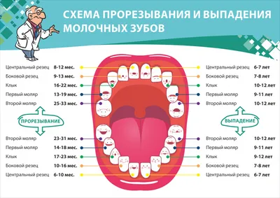 Схема выпадения молочных зубов - Когда выпадают молочные зубы у детей?