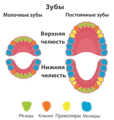 Лечат ли молочные зубы в стоматологических клиниках Минска