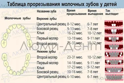 Удаление молочных зубов - за каждый клык для кошек и котов | SQ-lap