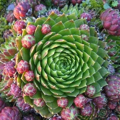 Молодило гибридное №1 (Sempervivum, семпервивум, живучка, каменная роза)