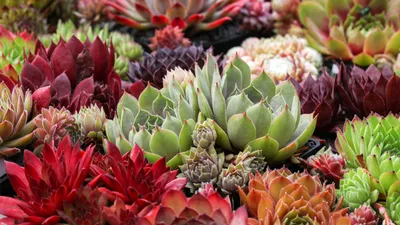 Молодило гибридное №2 (Sempervivum, семпервивум, живучка, каменная роза)