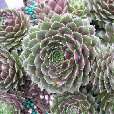 Hosta.com.ua. Молодило гибридное Luftsprung (каменная роза, sempervivum)