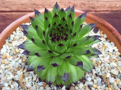 Молодило 'Noir' (Sempervivum 'Noir')